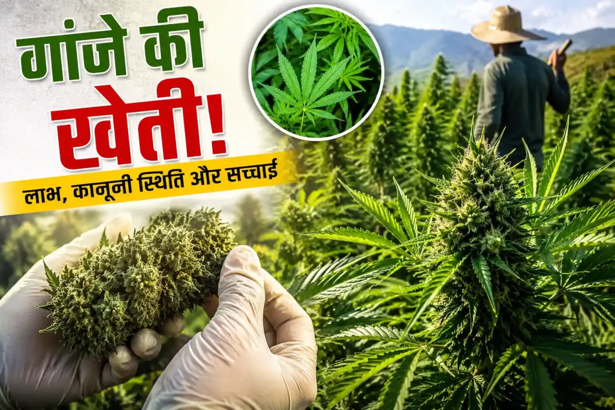 मुंबई के घर के अंदर चल रही थी गांजे की हाई-टेक खेती, पुलिस भी हैरान